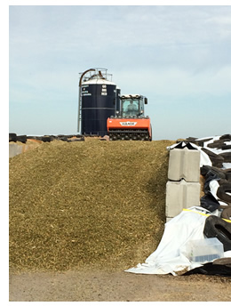photo of silage in ground storage facility