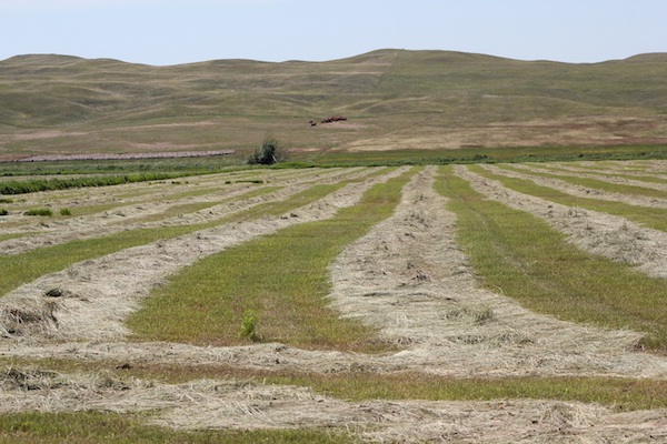 photo of hay wind rows