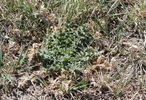 photo of weed in pasture