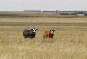 photo of 2 cows in pasture