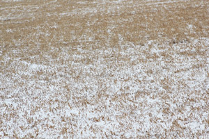 photo of alfalfa field in winter with snow cover