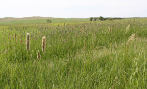 photo of grass hay field