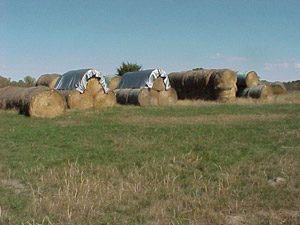 photo - large, round hay bales in field; some covered, some uncovered