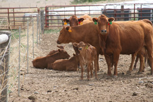 photo - cows with calves in confinement area