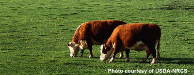 photo - cattle in green pasture