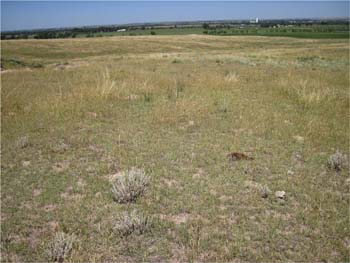 photo of drought affected pasture