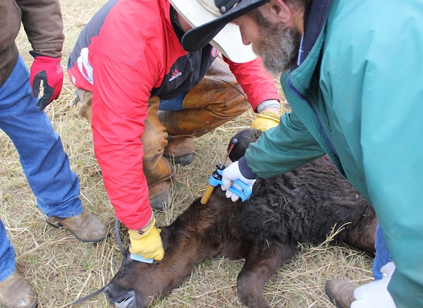 photo of calf receiving an injection
