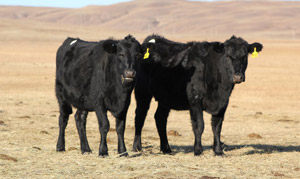 photo - young heifers in dry pasture