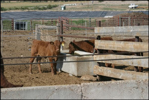 photo - calves at water trough