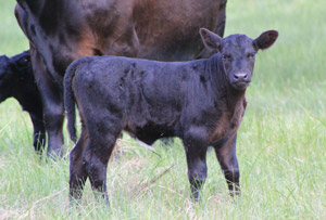 photo of calf in summer pasture