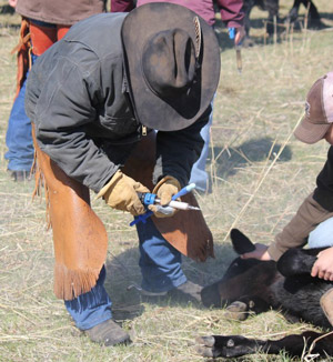 photo of ranch personnel working on young calf