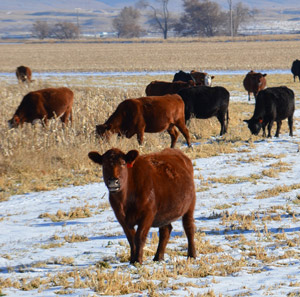 photo of cattle in corn field in winter