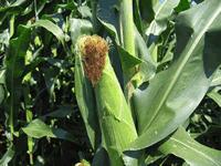 photo of an ear of corn on the plant