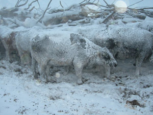 photo of snow-covered cattle in field