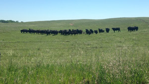 photo - cow herd in summer pasture