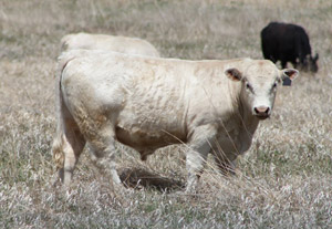 photo of bulls in pasture