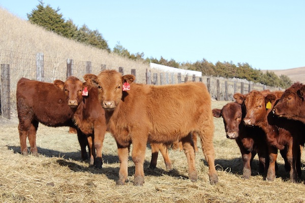 photo of several young cattle