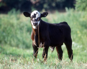 photo of male calf