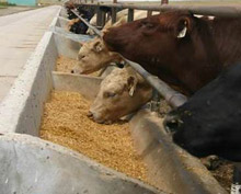 photo - cattle feeding at bunker