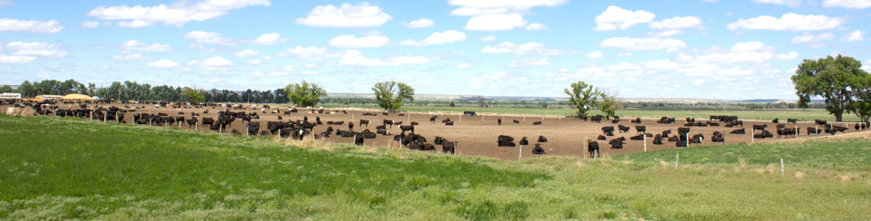 Cattle operation in Nebraska