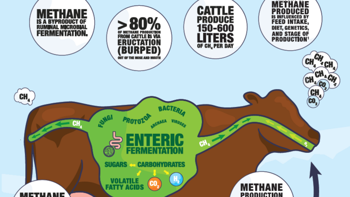 Chart showing methane produced by cattle by UNL