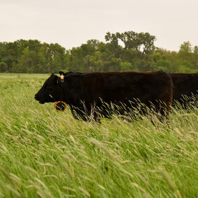 Cows with virtual fence