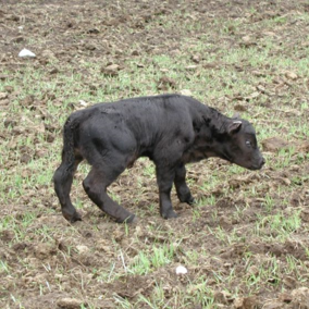 Prevent calf abnormalities by managing beef cow diets - MSU Extension
