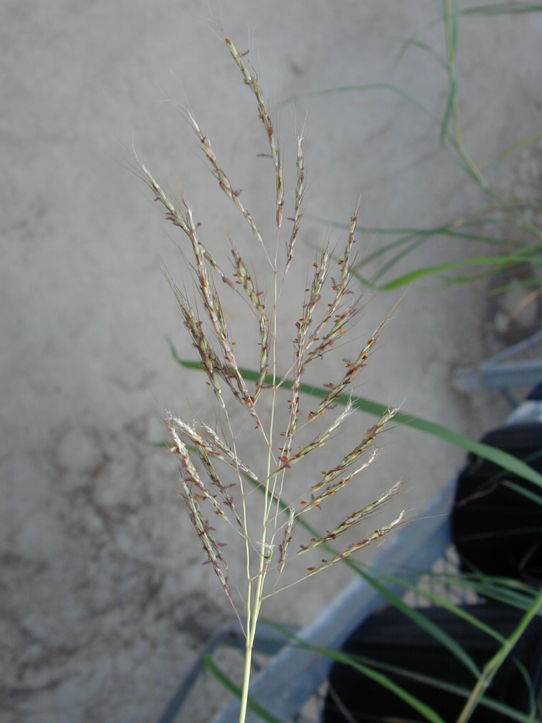 Caucasian bluestem