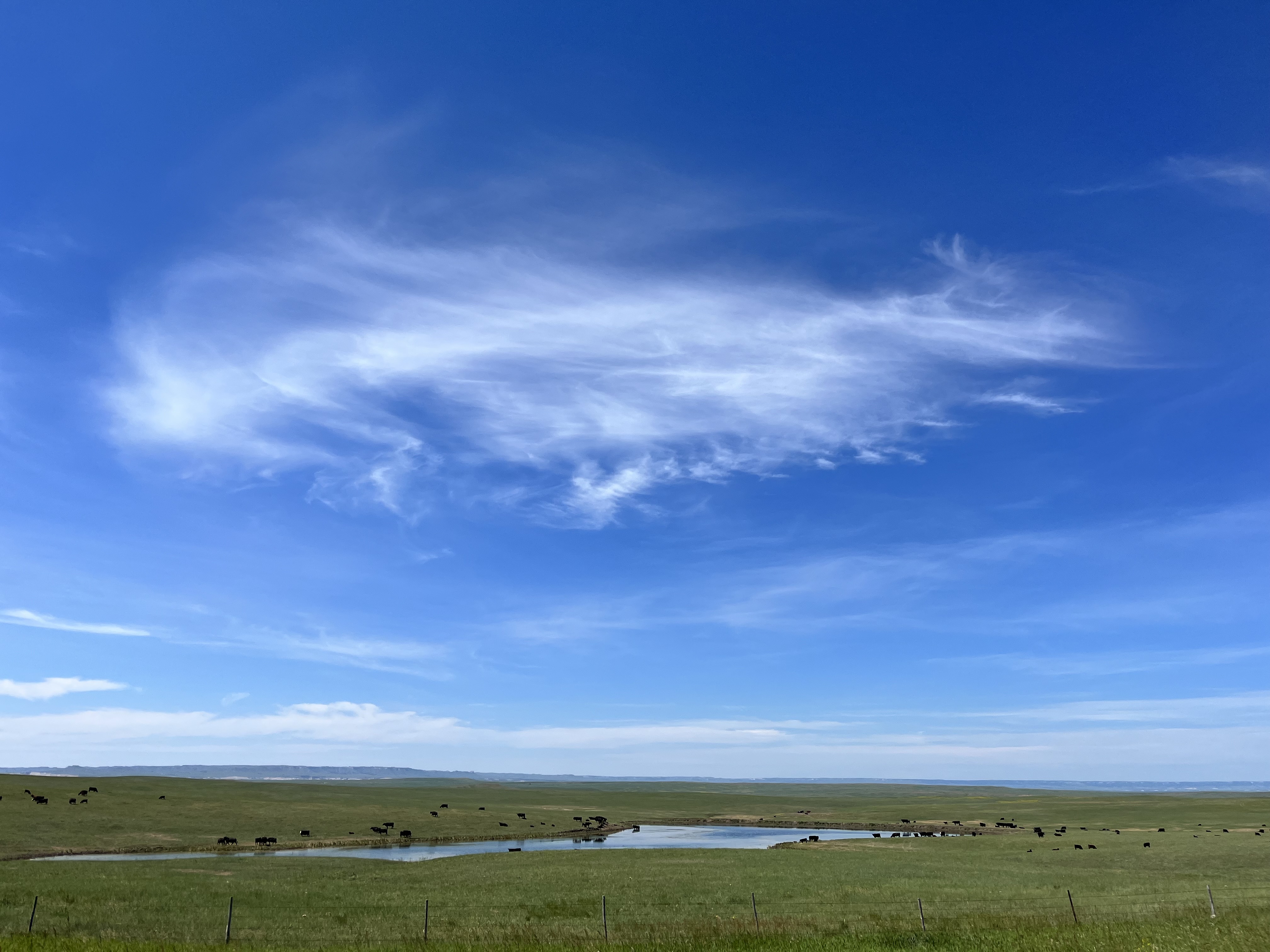 Nebraska cattle near pond on grassland