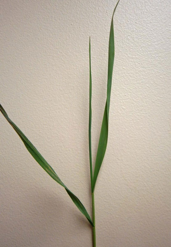 Close up of grass leaves