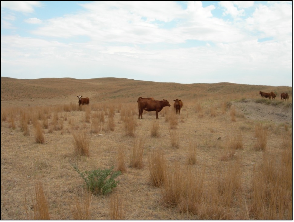 cattle graizing in a dry pasture