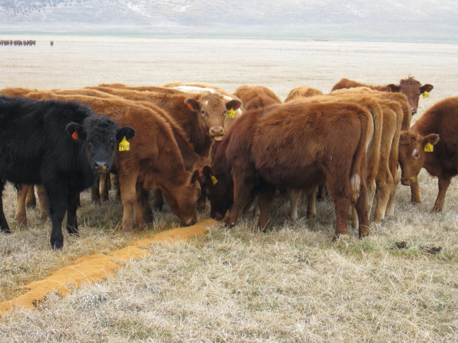 cattle feeding from ground