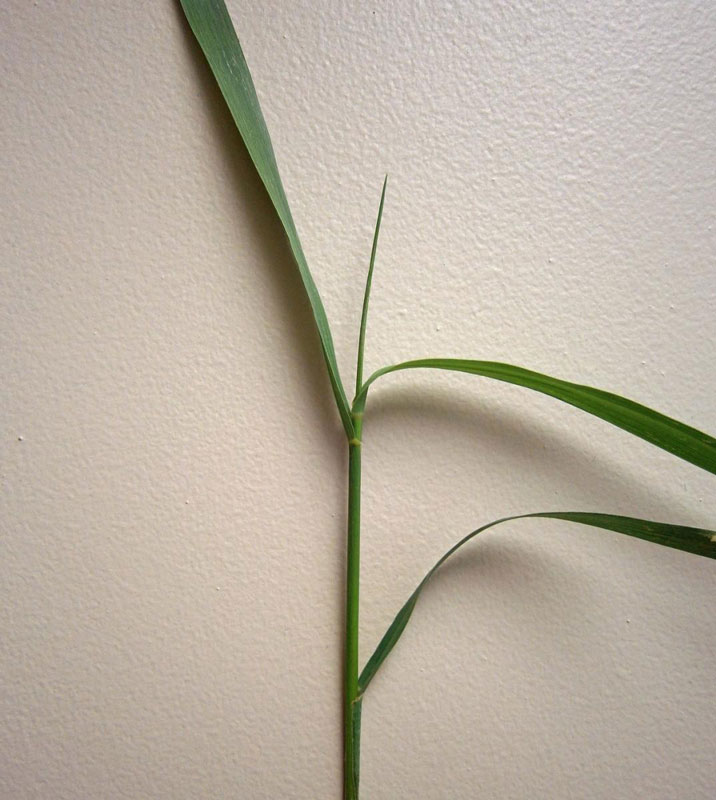 Close up of grass leaves