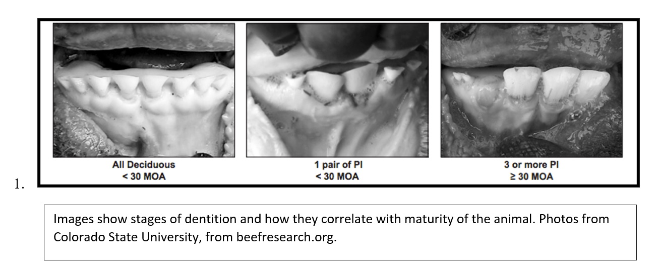 Beef dentition