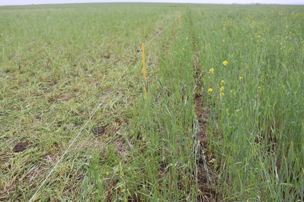 Strip grazing cover crops