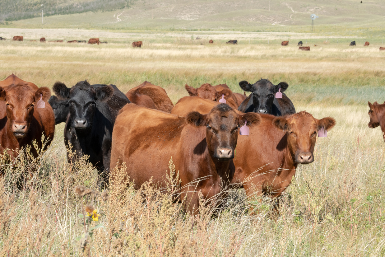 Heifers on rangeland