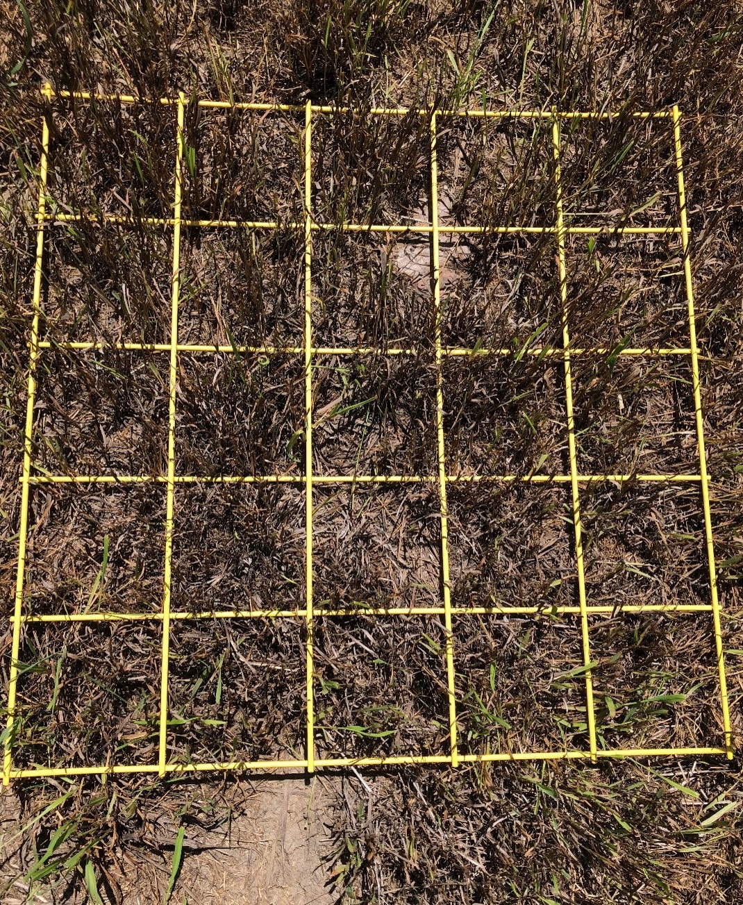 Frequency frame example showing 25/25 squares containing at least 1 green plant. 