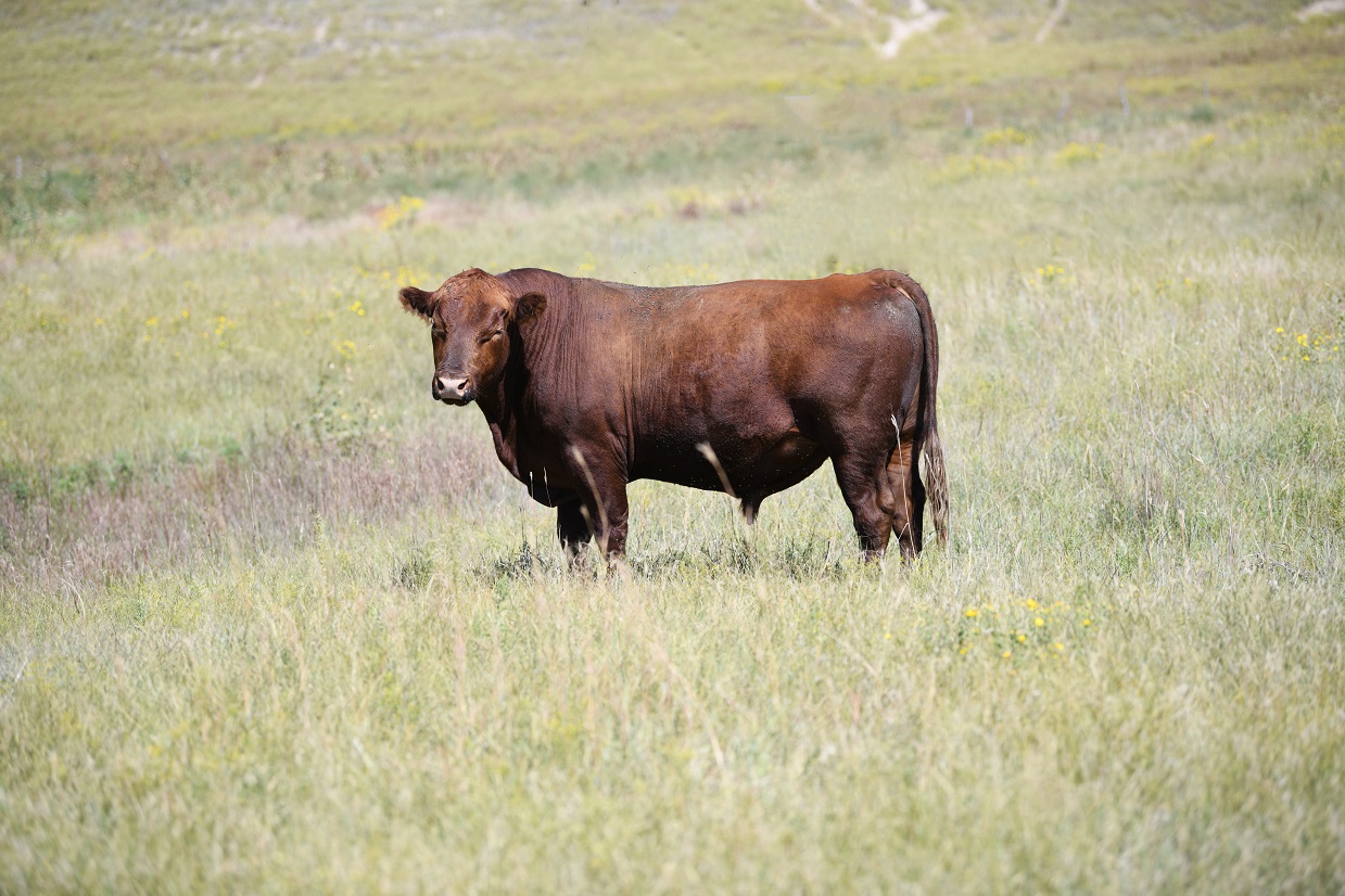 Bull in a pasture