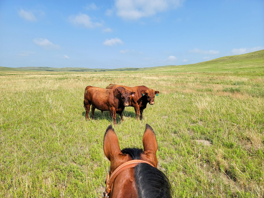 looking upon two bulls in a pasture from the saddle of a horse