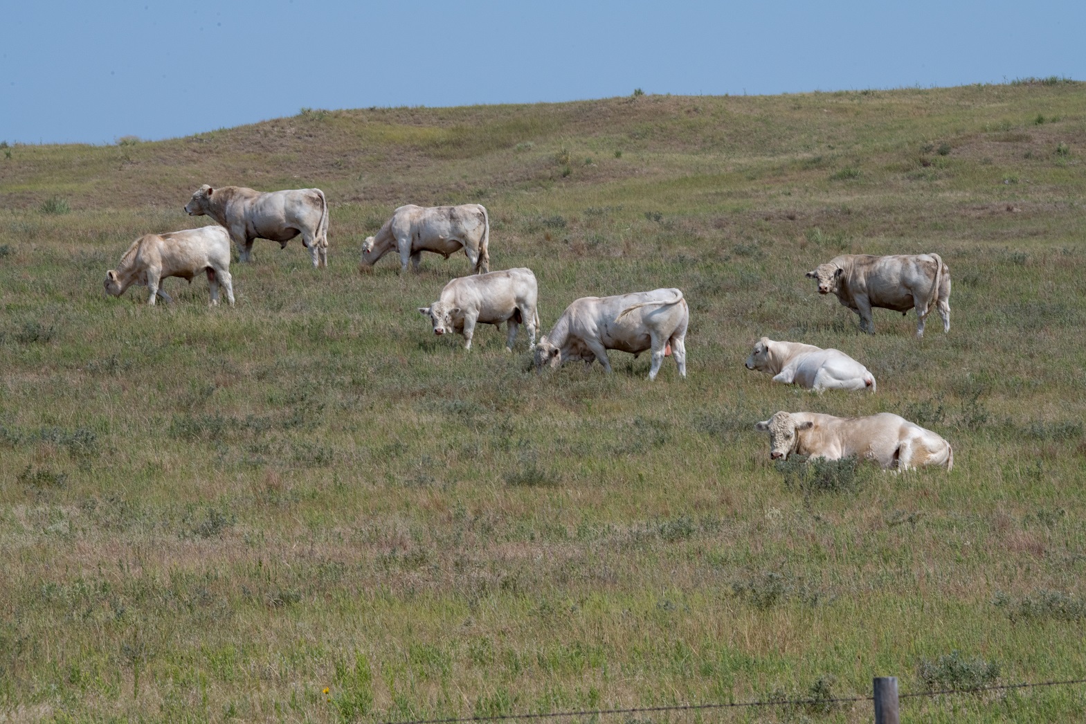 bulls in a field