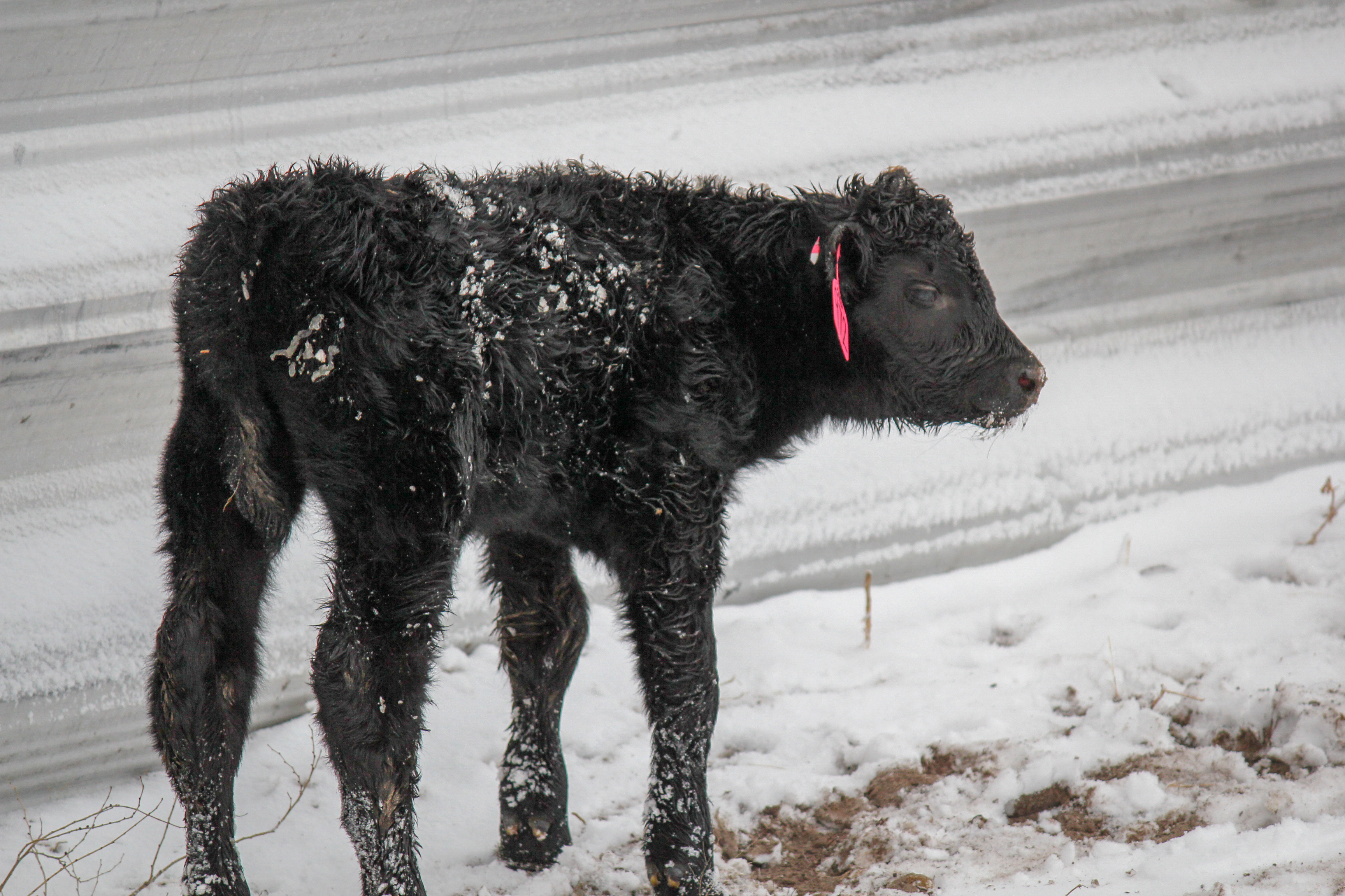 Calf in front of windbreak