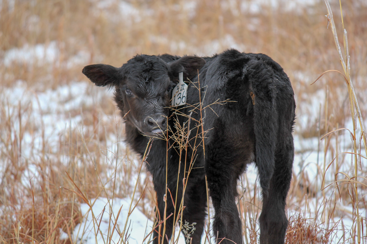 calf in a snowy pasture