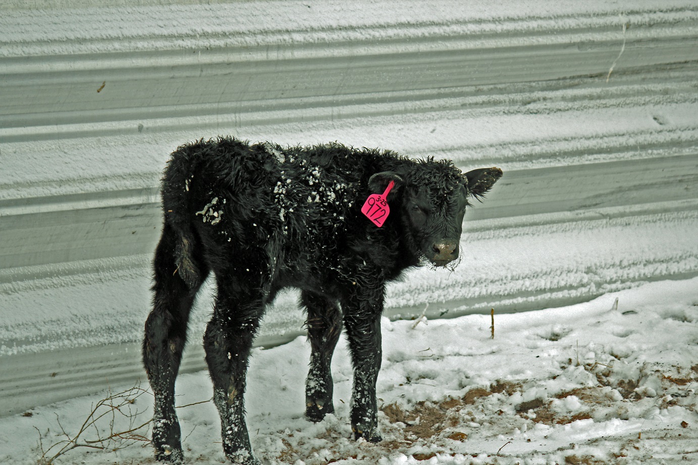 photo of calf in front of a windbreak in snow