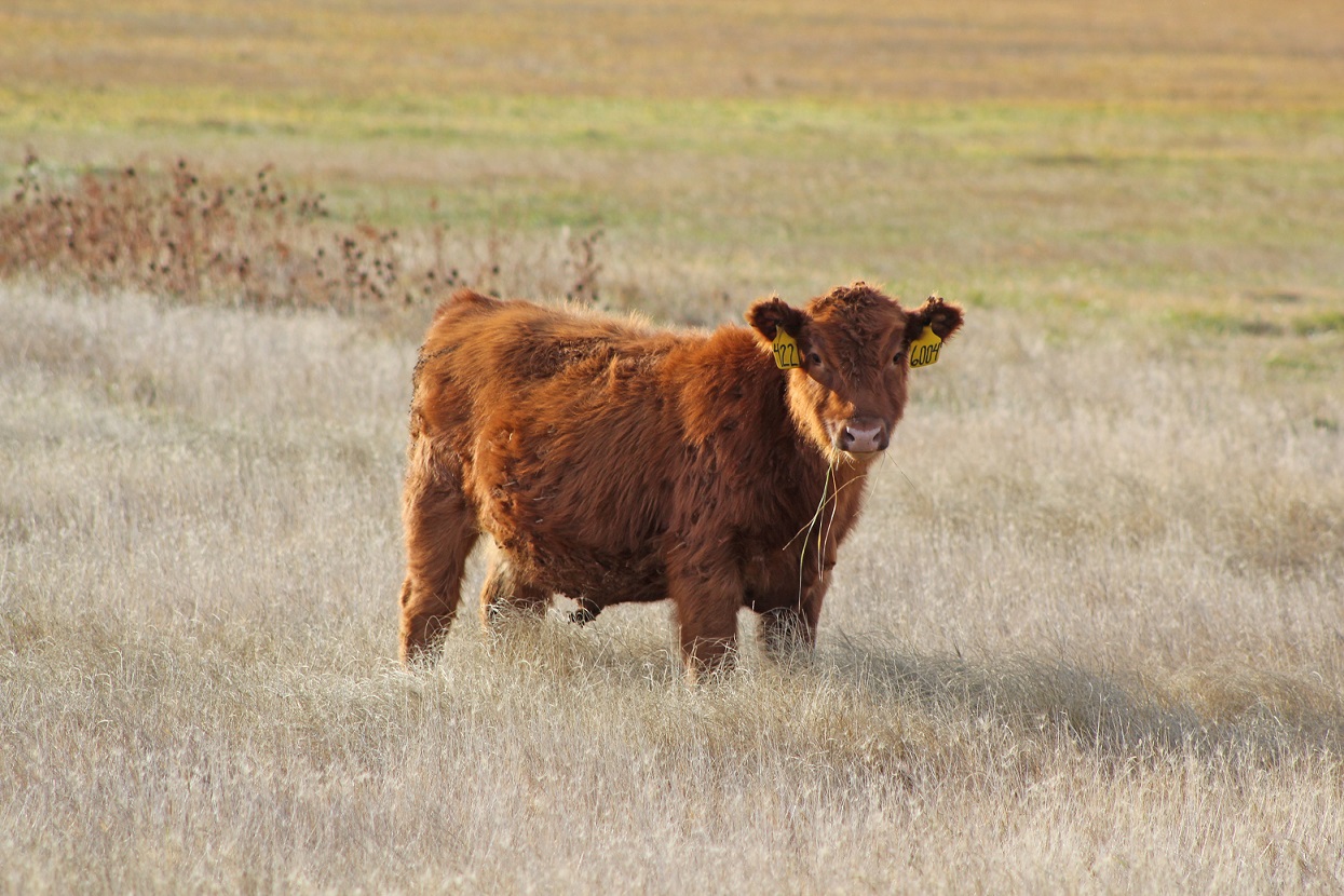 Weaned calf on meadow