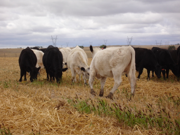 Cattle grazing on millet