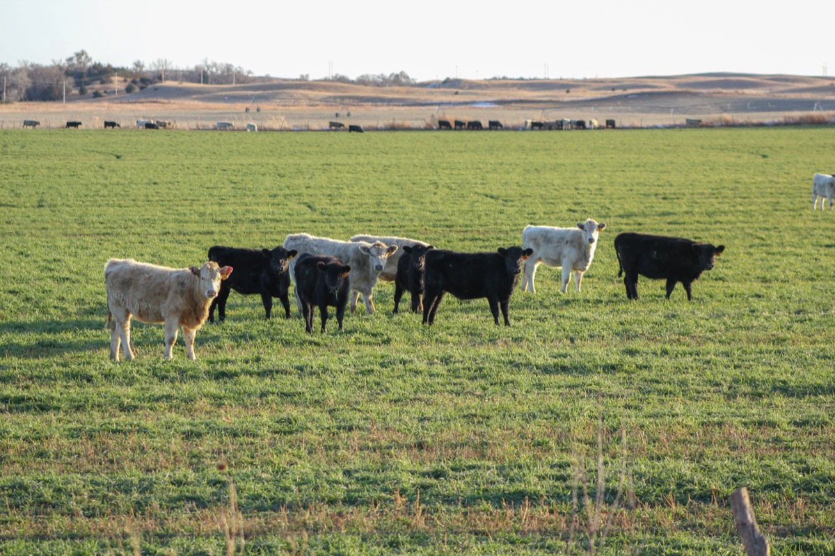 several cows grazing cereal grains