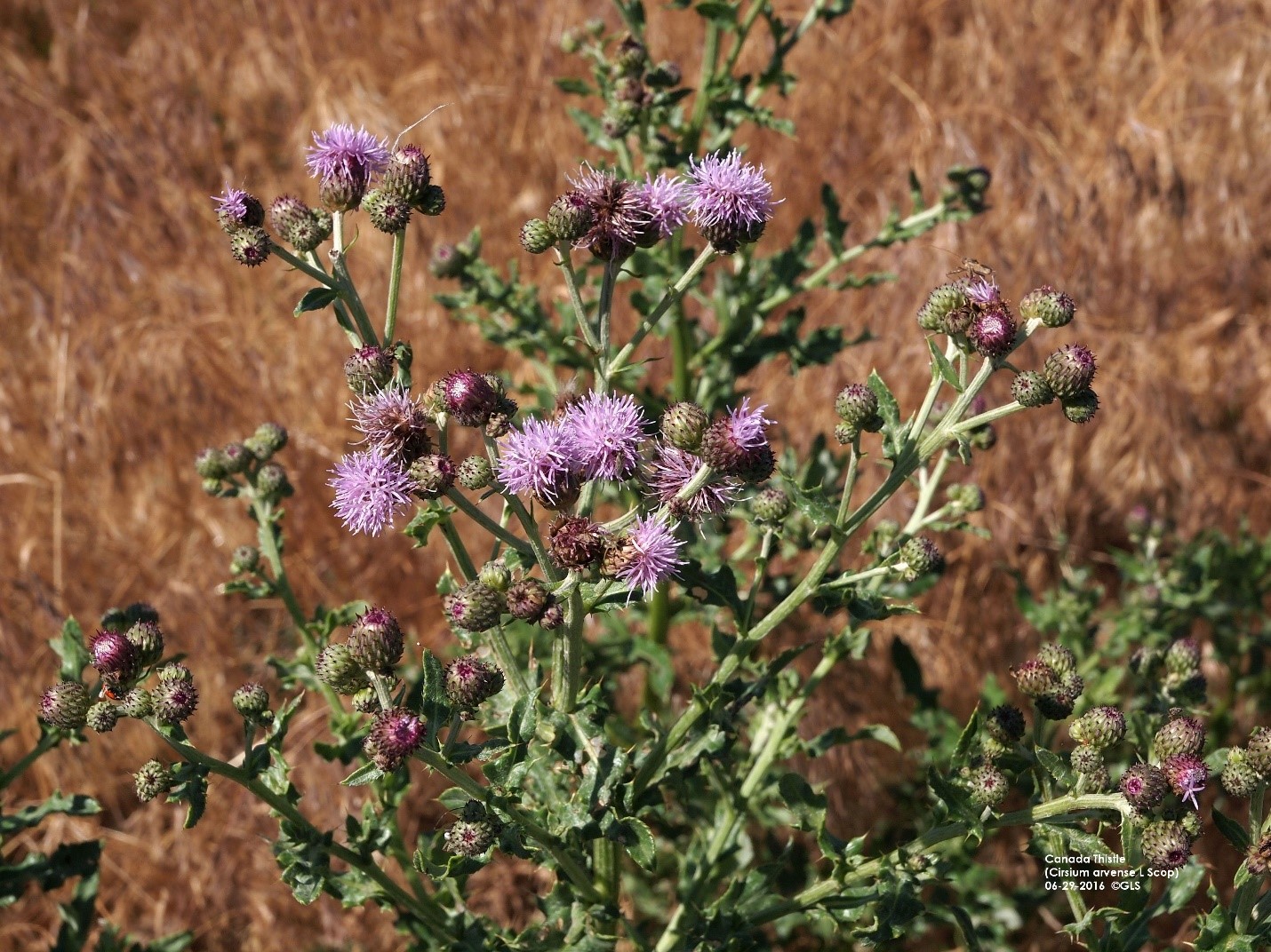 Canada thistle in flowering stage