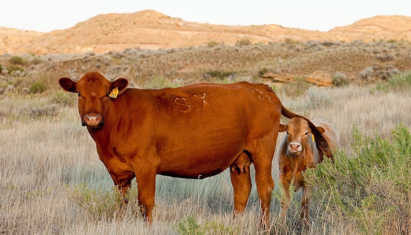 photo of a cow with calf in a pasture