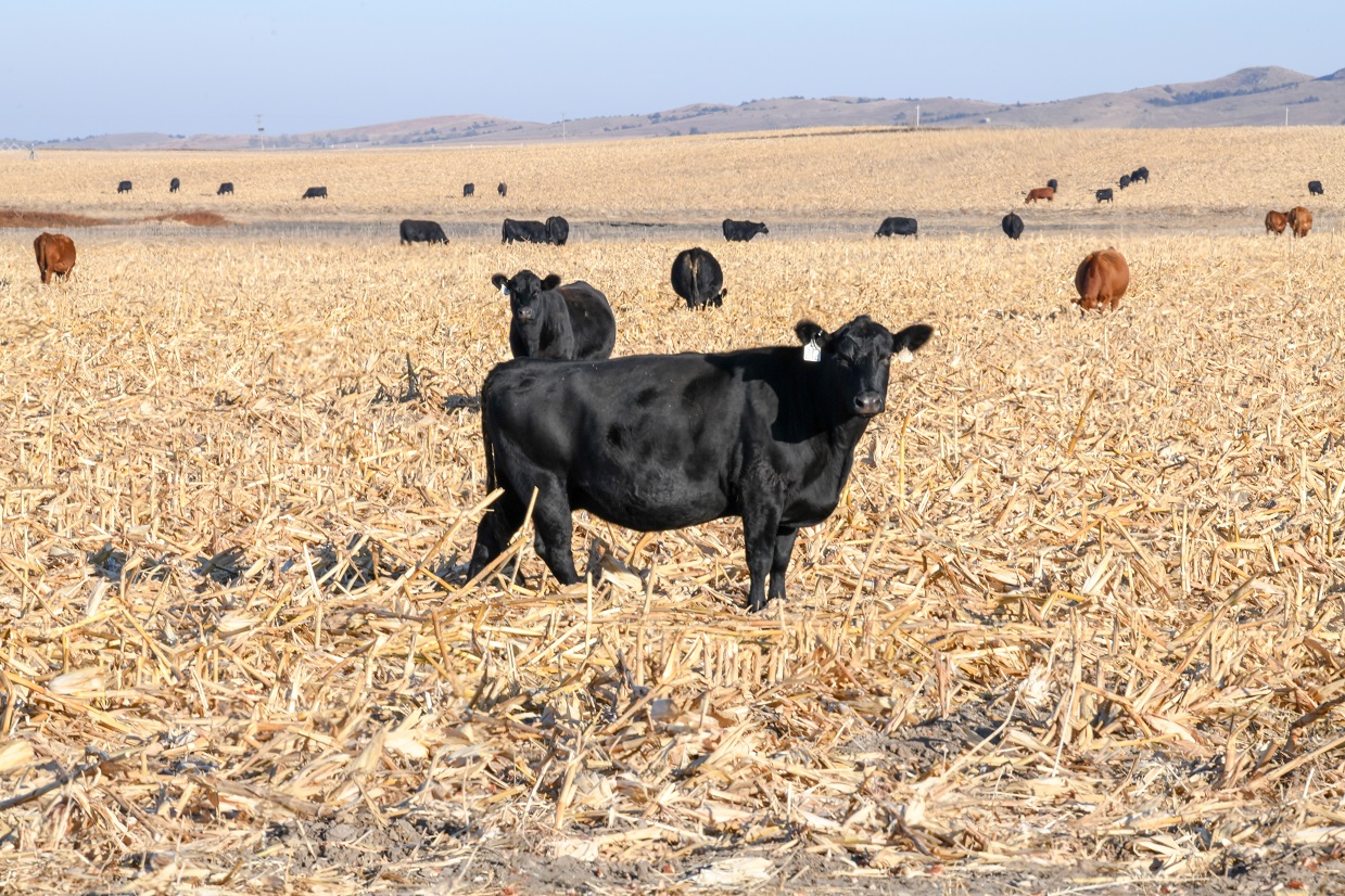 Cow grazing cornstalks residue
