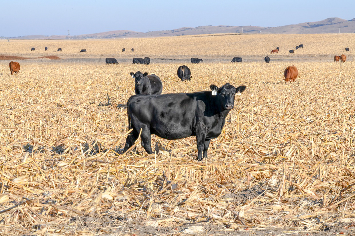 Cow grazing corn residue